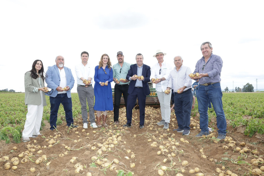 El arranque de la primera patata nueva por parte de Javier Fernández, muestra el inicio de la campaña