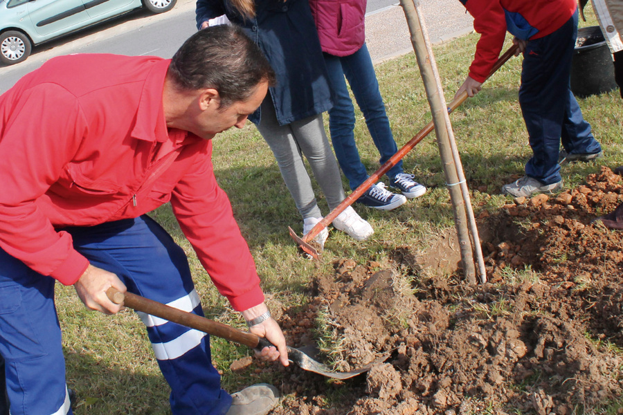 Nuevas actuaciones  del 'Plan Árbol'