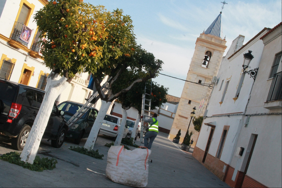 Comienza la poda de las palmeras del municipio
