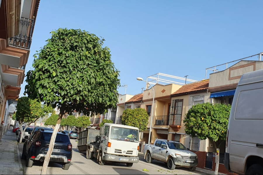 Finaliza la poda de los 3.000 naranjos del municipio