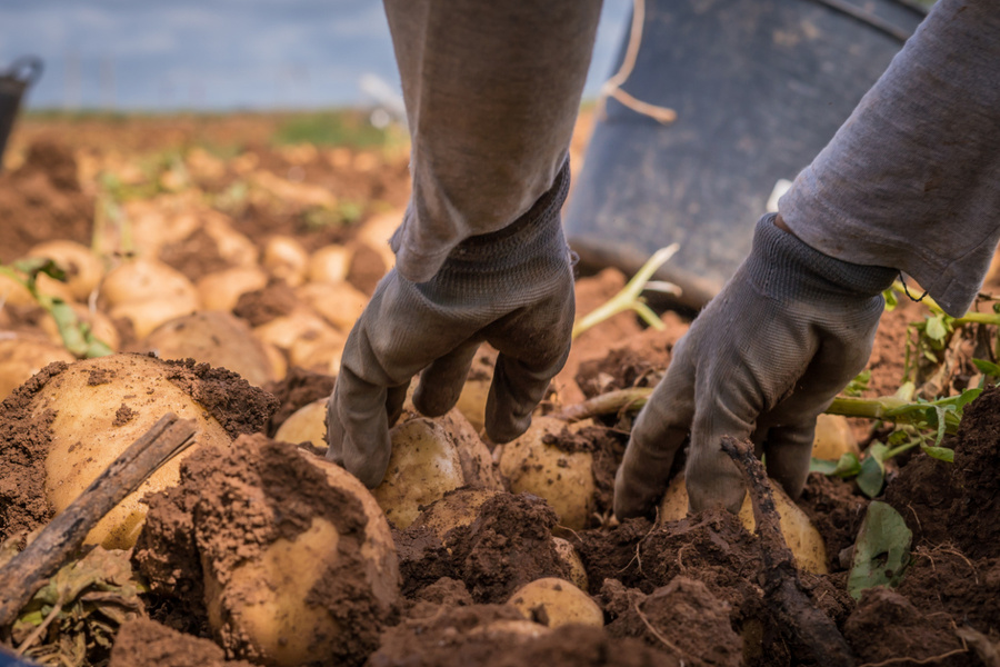 La Rinconada comienza la campaña de la Patata Nueva, el producto estrella de la agricultura local