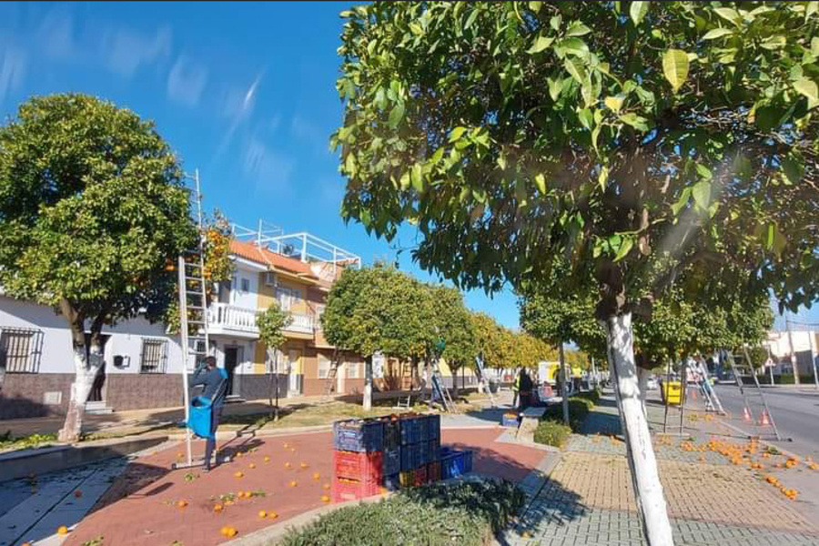 Comienza la campaña anual de recogida de naranja amarga