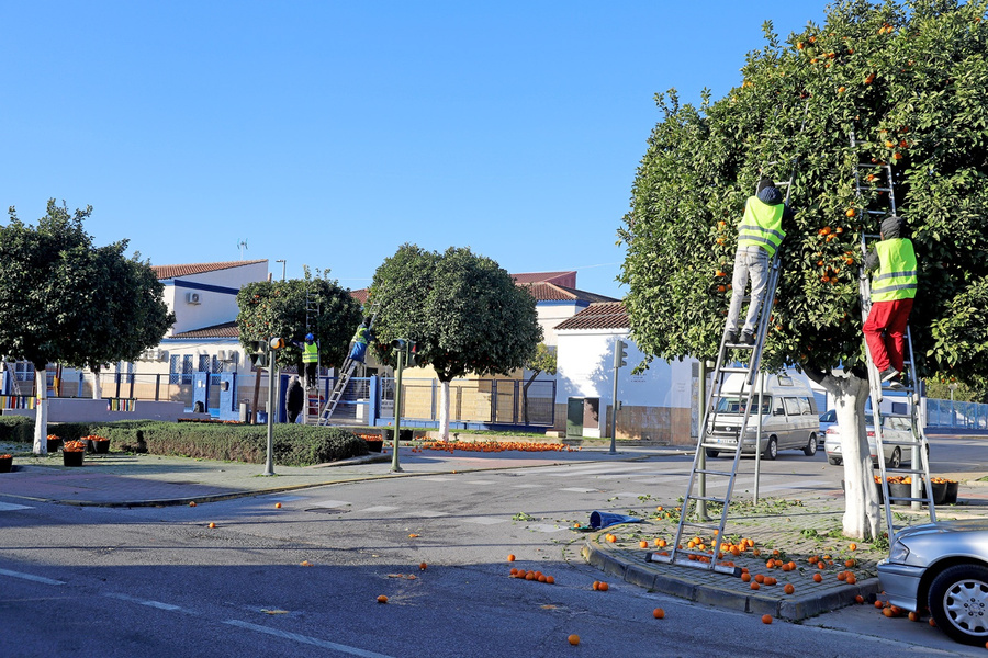 Da inicio la campaña anual de recogida de naranja amarga en las calles del municipio
