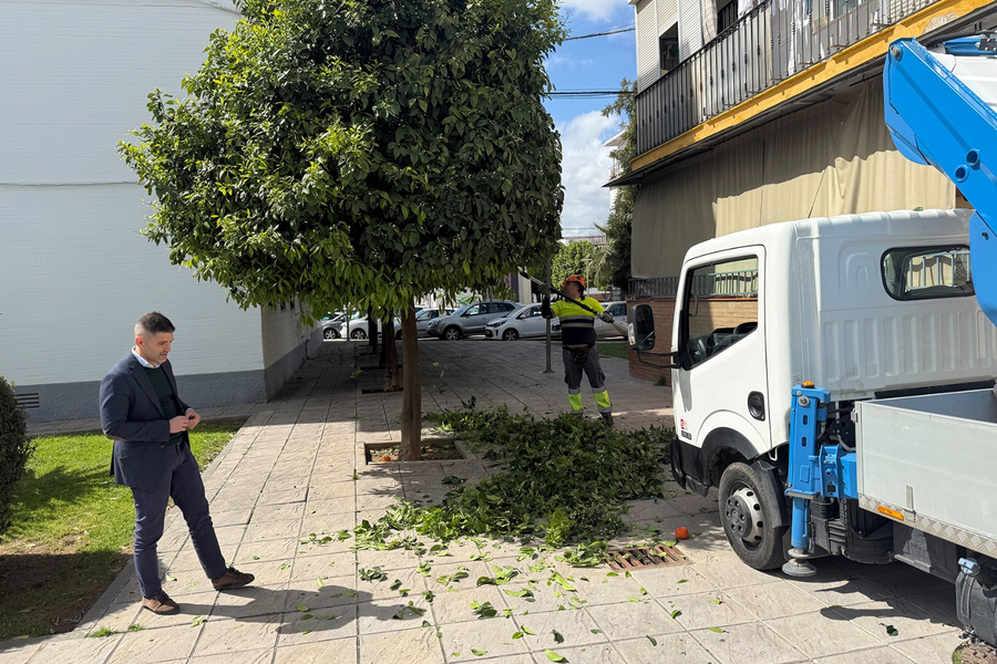 En marcha la poda de los naranjos del municipio