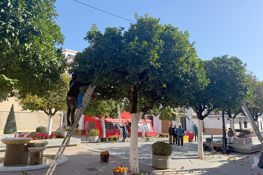 En marcha la campaña anual de recogida de naranja amarga de las calles