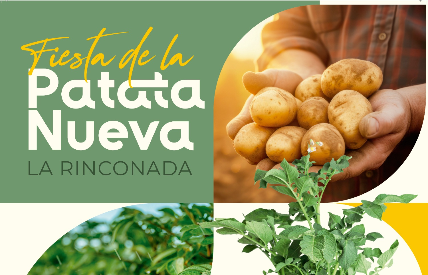 La Rinconada rinde homenaje a su patata nueva como producto estrella de sus campos y su gastronomía